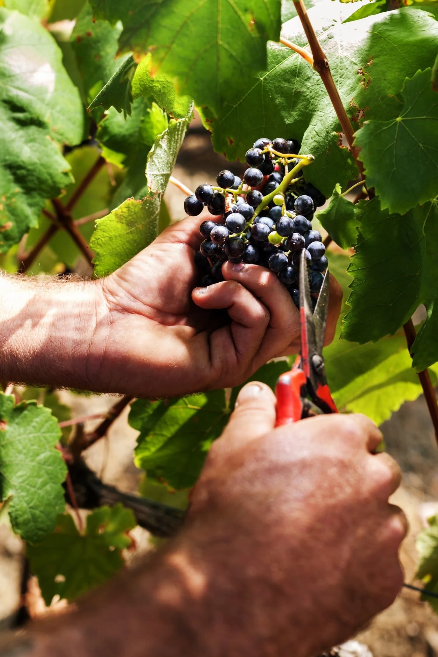 Wine Tasting & Vineyard Tour at Ribafreixo Wines