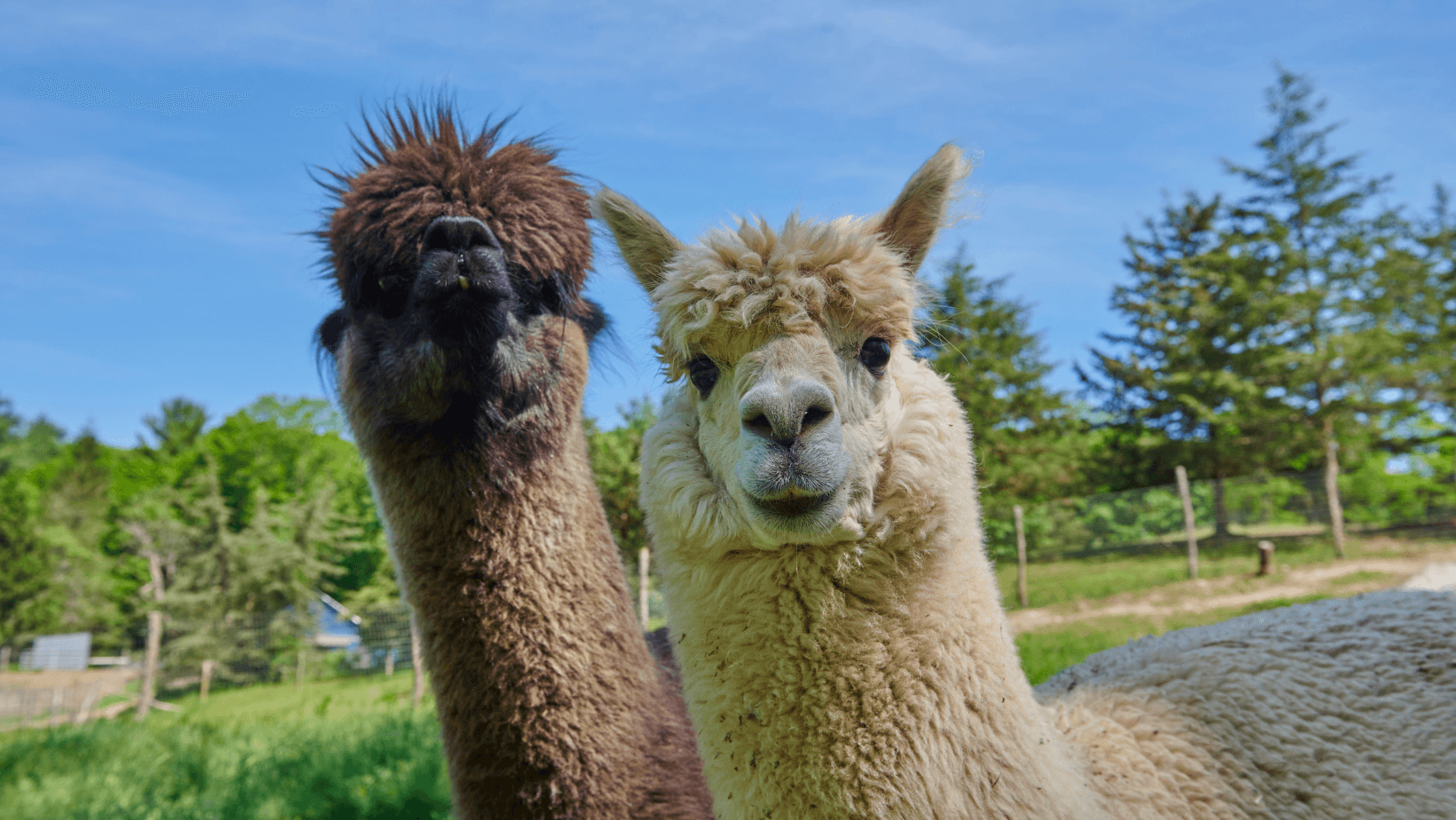 Farm Animal Encounters at Lilymoore Farm