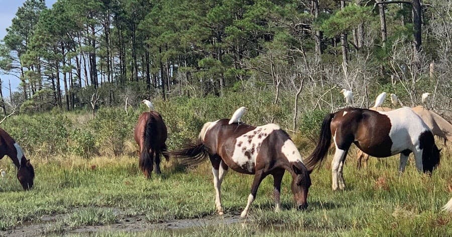 Group of wild horses grazing in a coastal marsh with pines