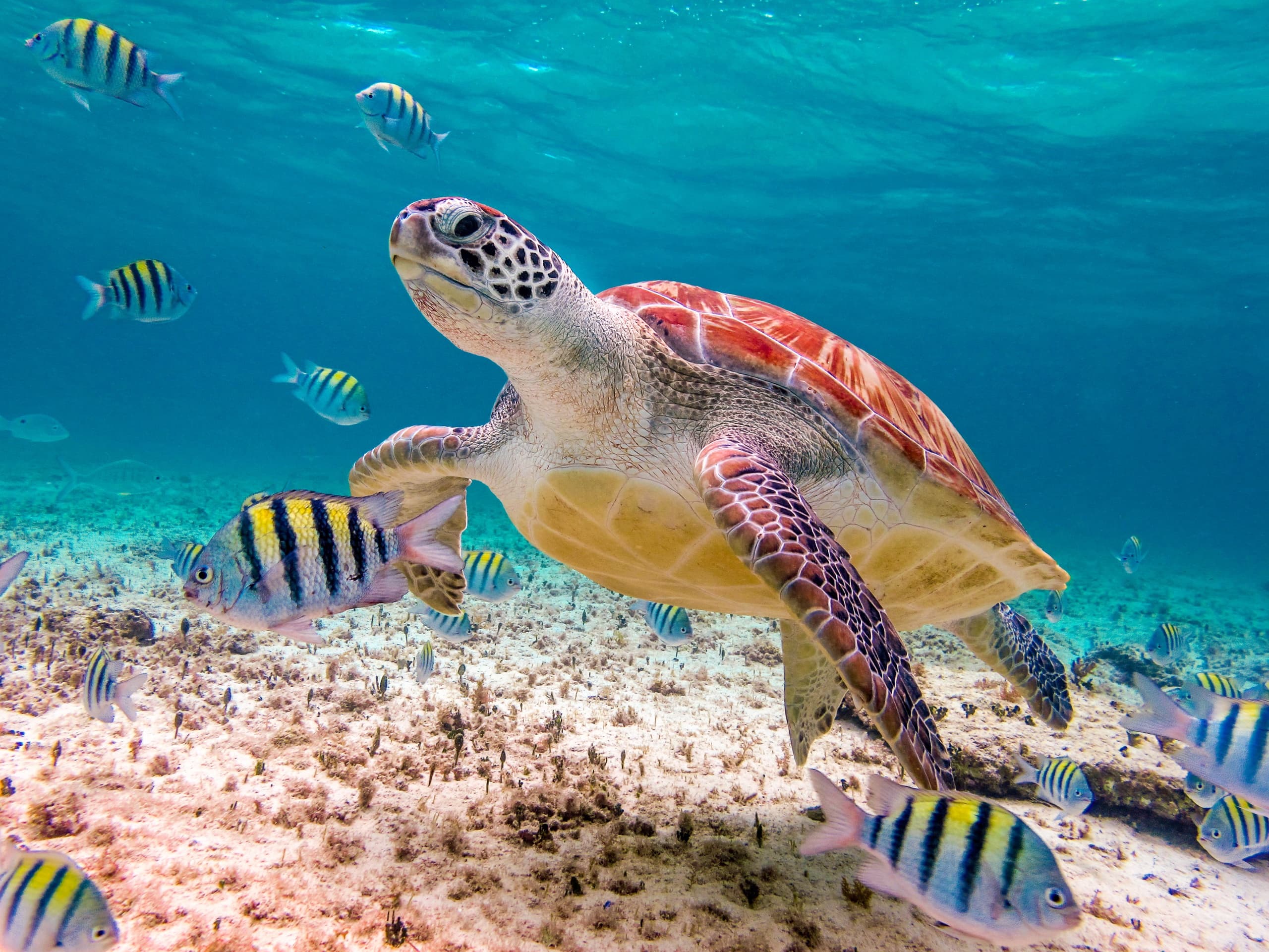 Try Scuba Diving Tour in San Juan, Puerto Rico