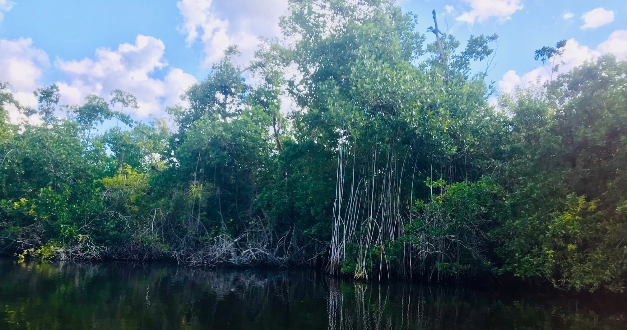 Mangrove-lined river reflecting sky, scenic coastal paddling route