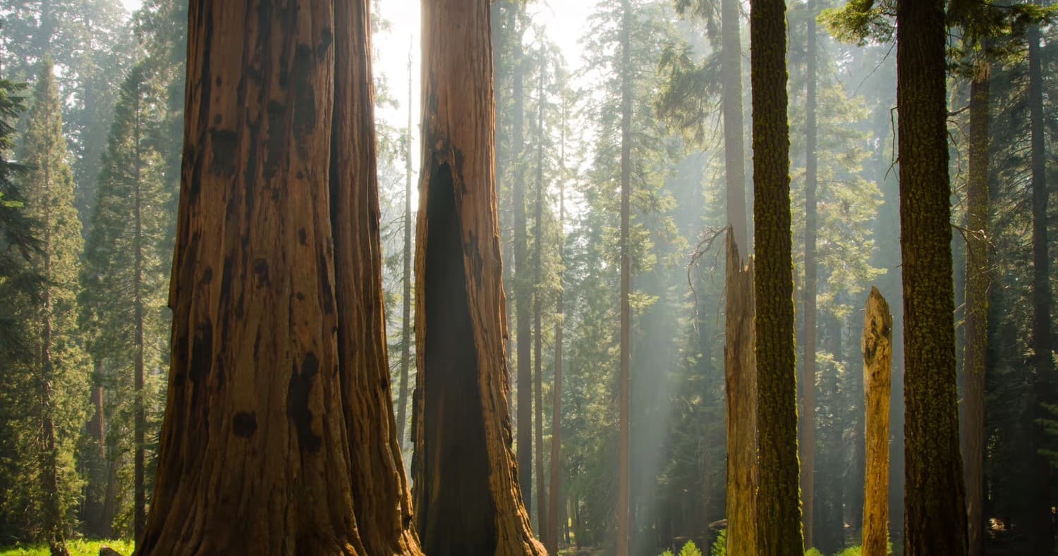 Three-Day Summer Rentals for sequoia national park: Tents, Stoves & Poles