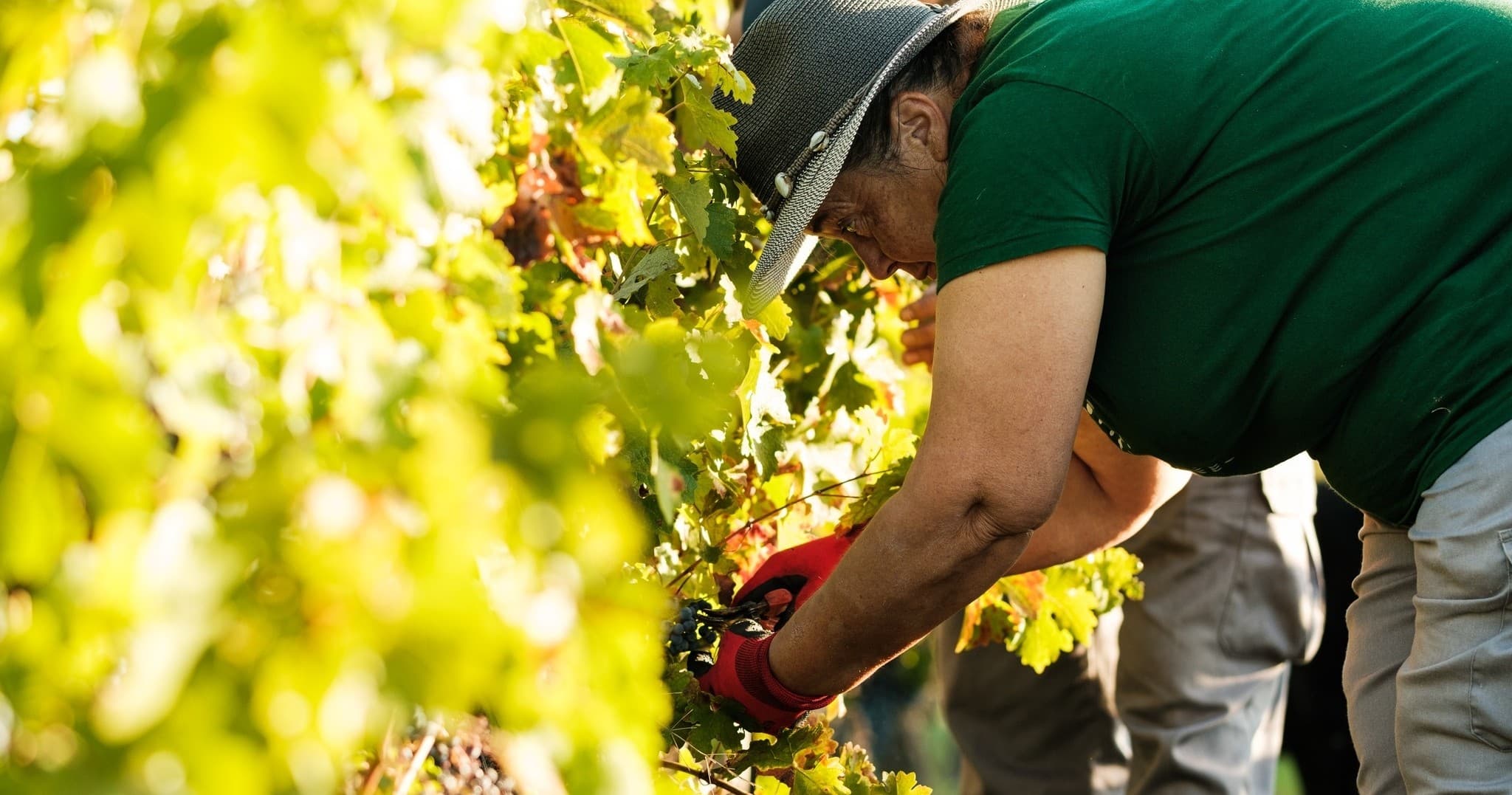 Évora Grape Harvest Experience by Farm Experiences & Tours