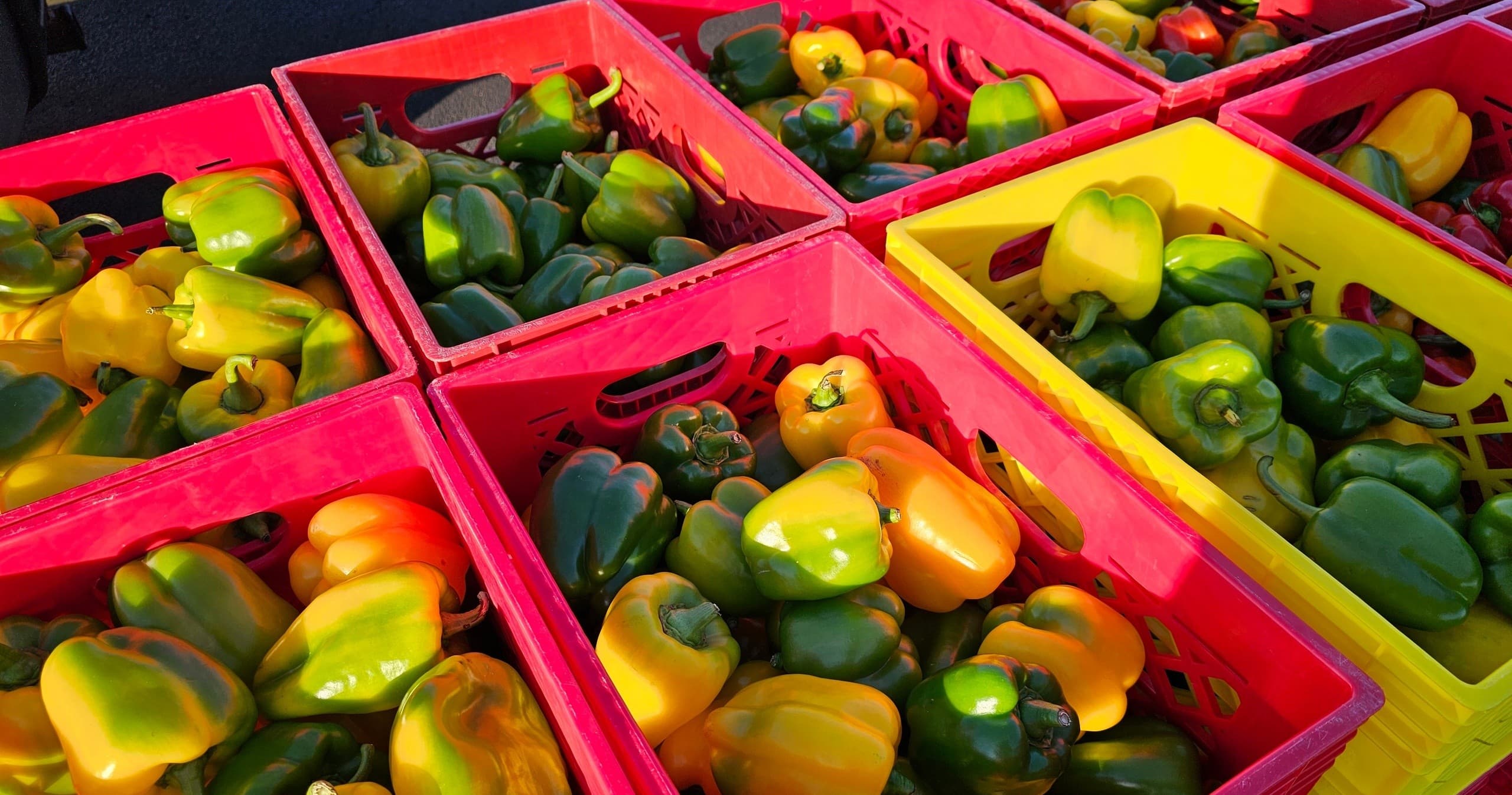 Volunteer Garden Day at Reiman Gardens: Grow Food for Donation in Ames, Iowa