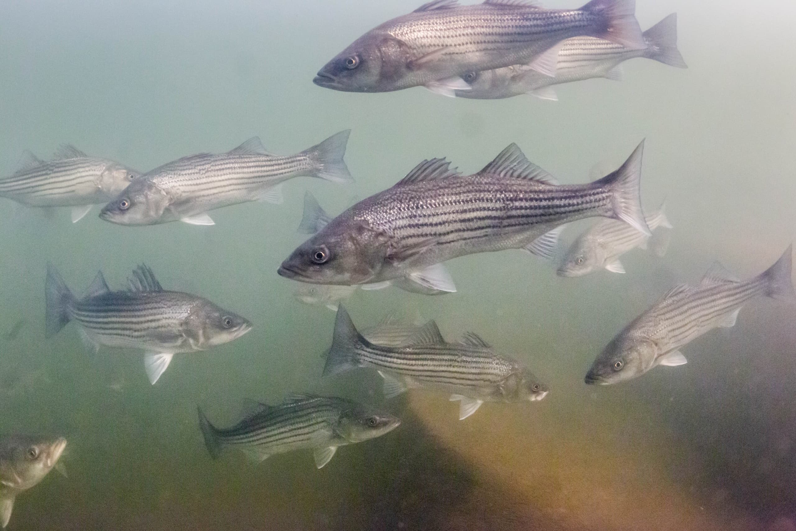 Saluda River Snorkel: Swim with Striped Bass Near Columbia, SC photo 1