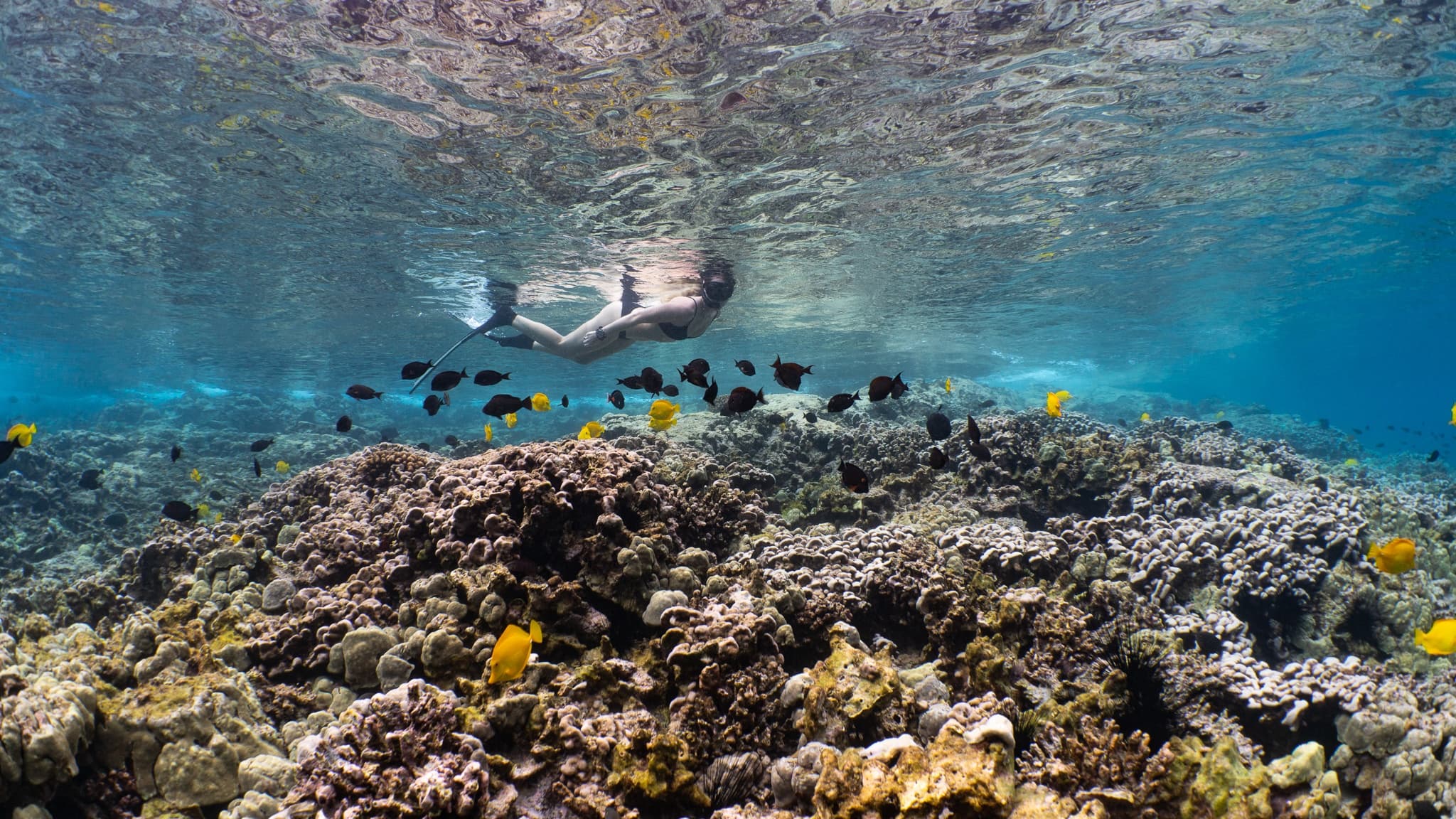 Captain Cook Monument Snorkeling Tour in Kailua-Kona
