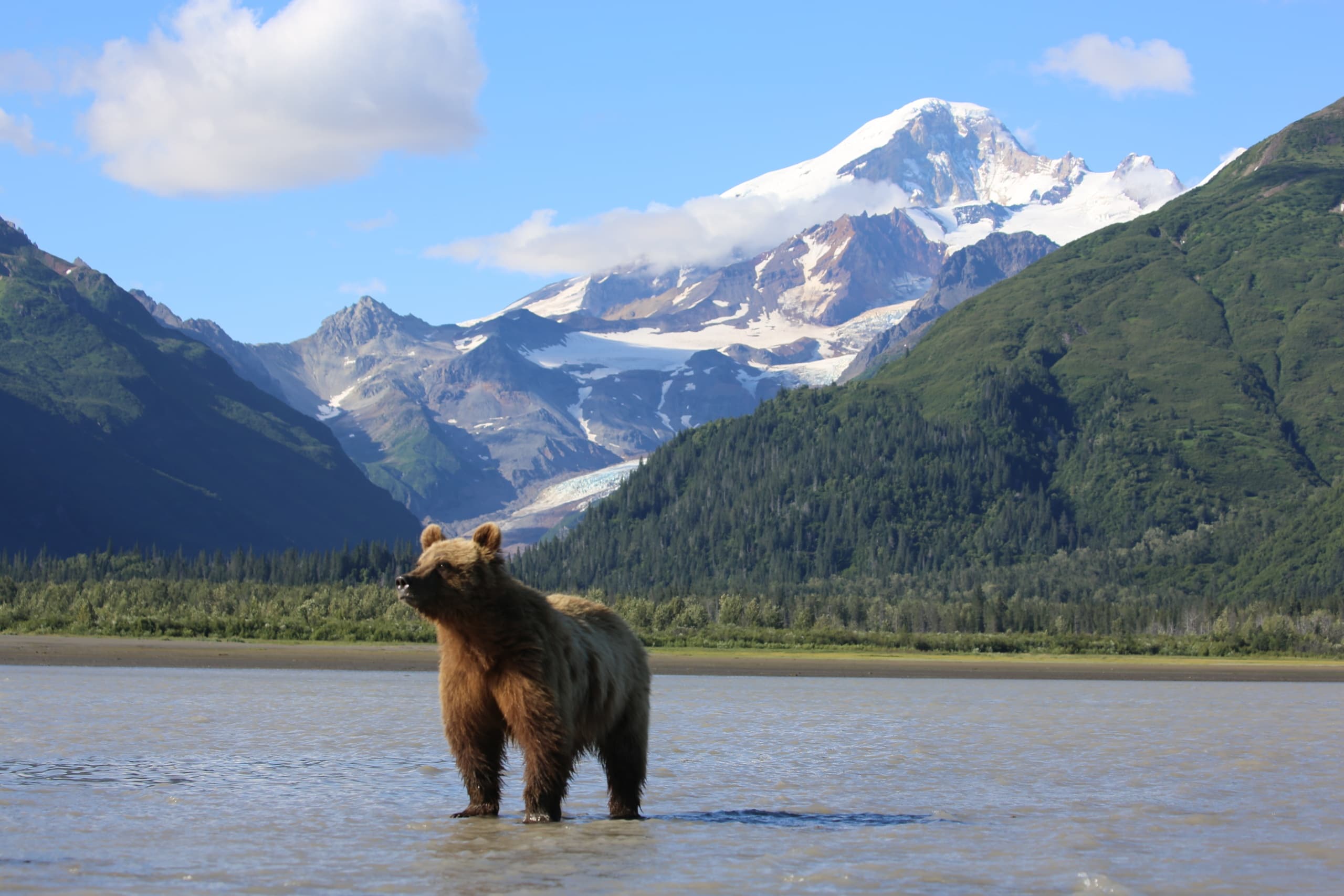 Bear Viewing in Katmai National Park Adventure