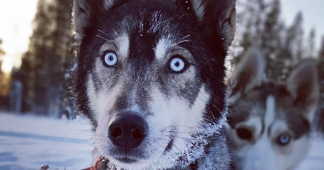 Husky Safari Adventure with Northern Lights Village Levi
