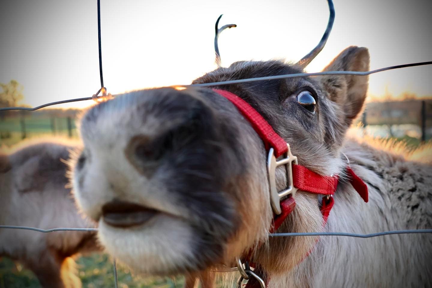 Dale Reindeer Farm Visit: See Reindeer & Quilly the Porcupine in Indiana photo 1