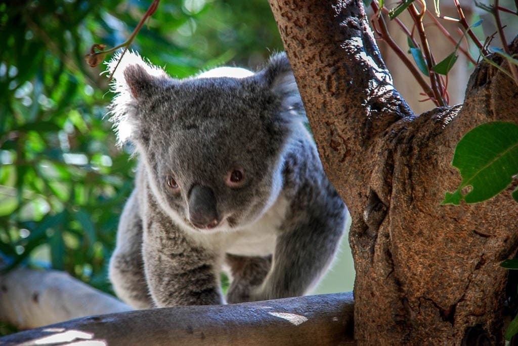 Discover Sydney’s Wild Side: Private Helicopter Tour to Walkabout Wildlife Park