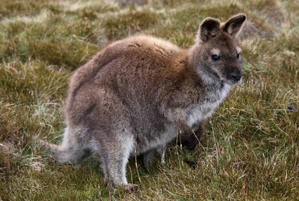 Wildlife & Wilderness Tour at Premier Travel Tasmania