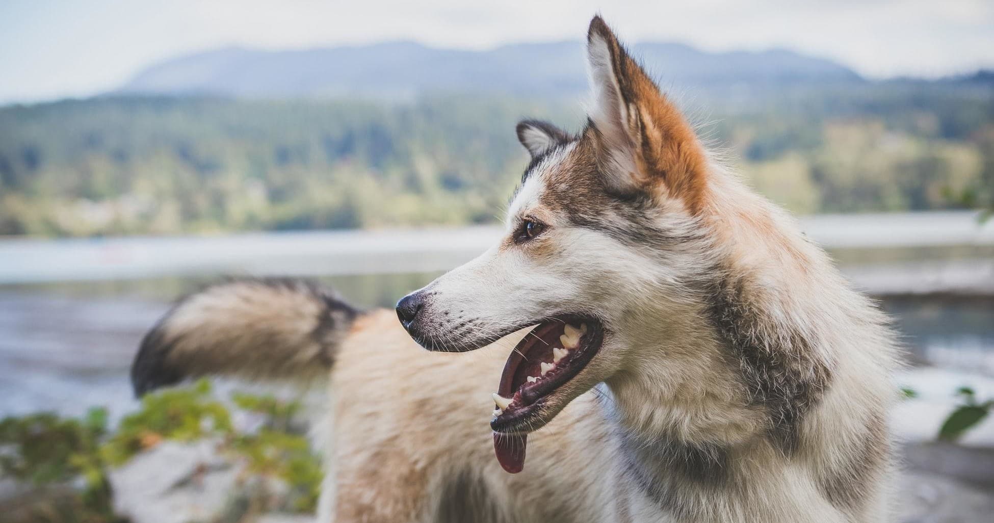 Dryland Husky Adventure with Aurora Borealis Adventures in Vindeln