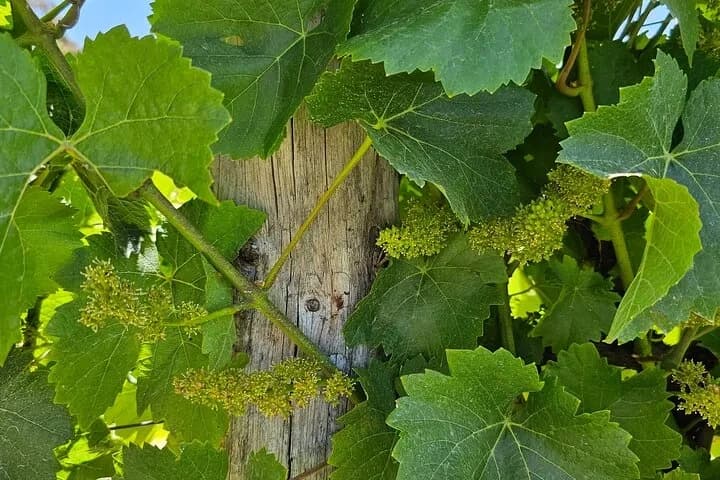 Exploring Adelaide City Highlights and Hahndorf: A Half-Day Adventure in the Adelaide Hills