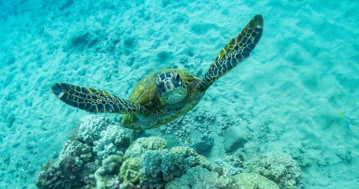 Koloa Landing Night Shore Dive with Fathom Five Divers