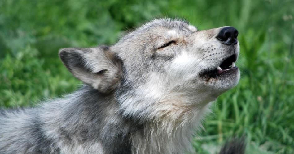 Experience the Wild on the Wolf Hollow Tour in Ipswich, Massachusetts