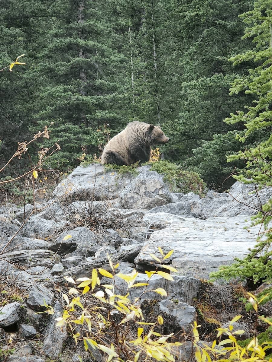 Wildlife & Scenic Views with Explore Banff Tours in Canmore