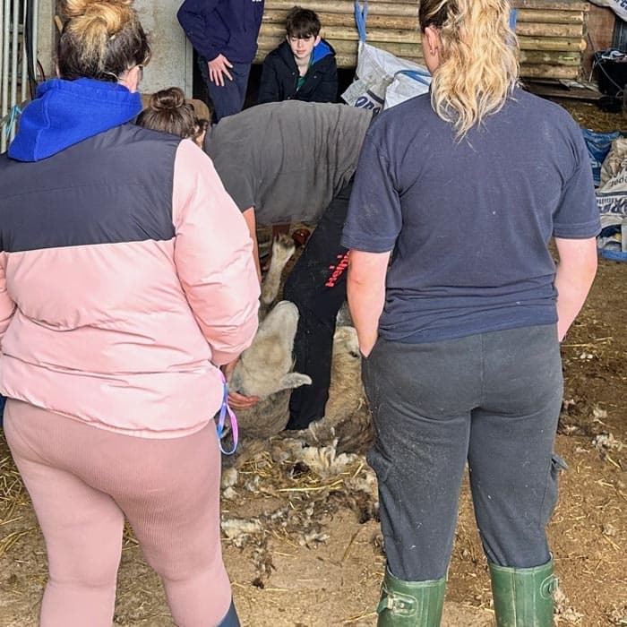 Small Holder Sheep Keeping Course near Dover — City & Guilds Sheep Husbandry Training photo 2