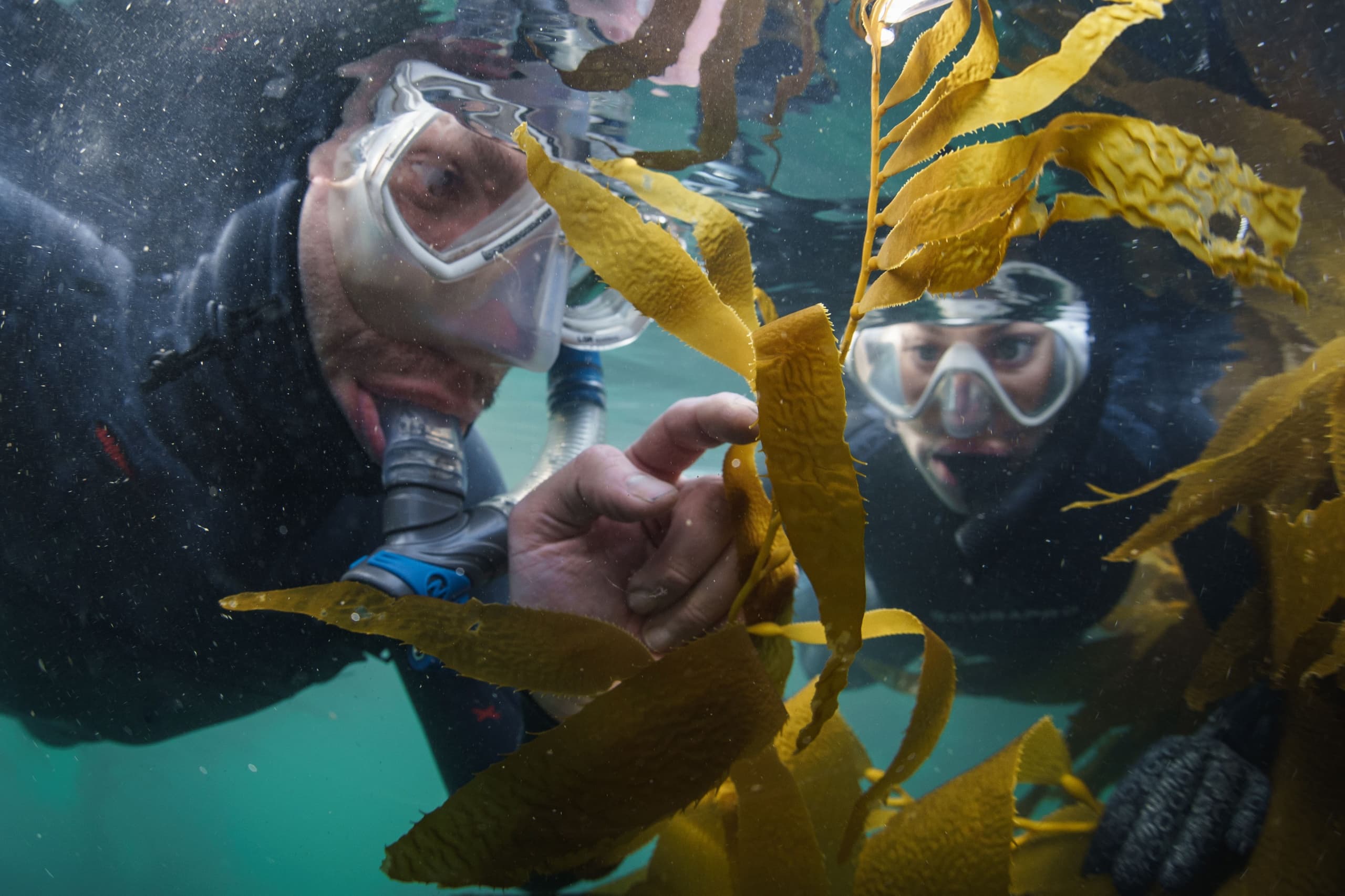 Snorkelers exploring kelp forest underwater near Monterey
