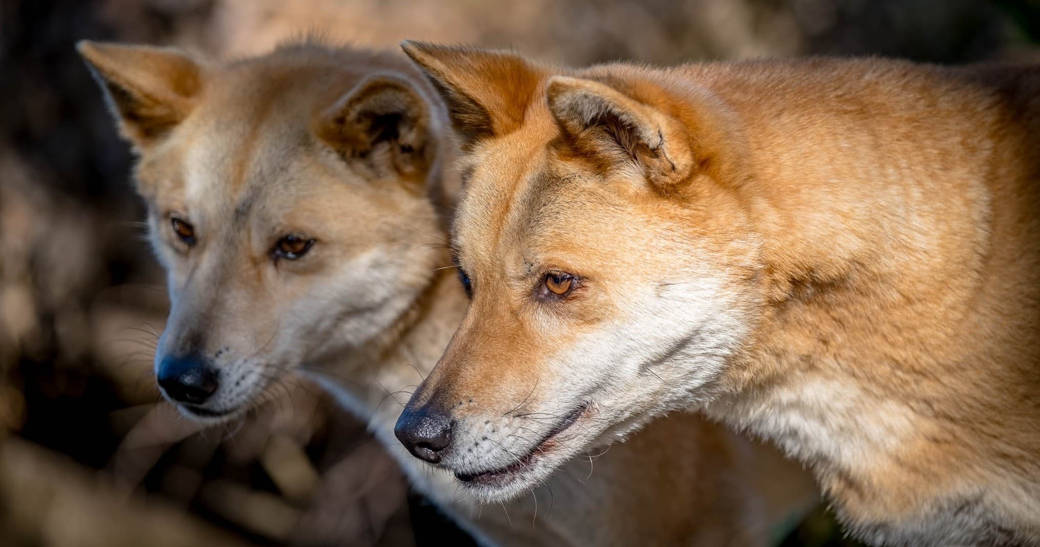Dingo Experience at Maru Koala and Animal Park, Victoria