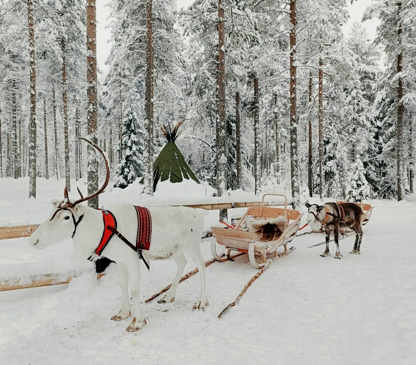 Winter Wildlife & Sleigh Ride at Vuolo Reindeer Farm