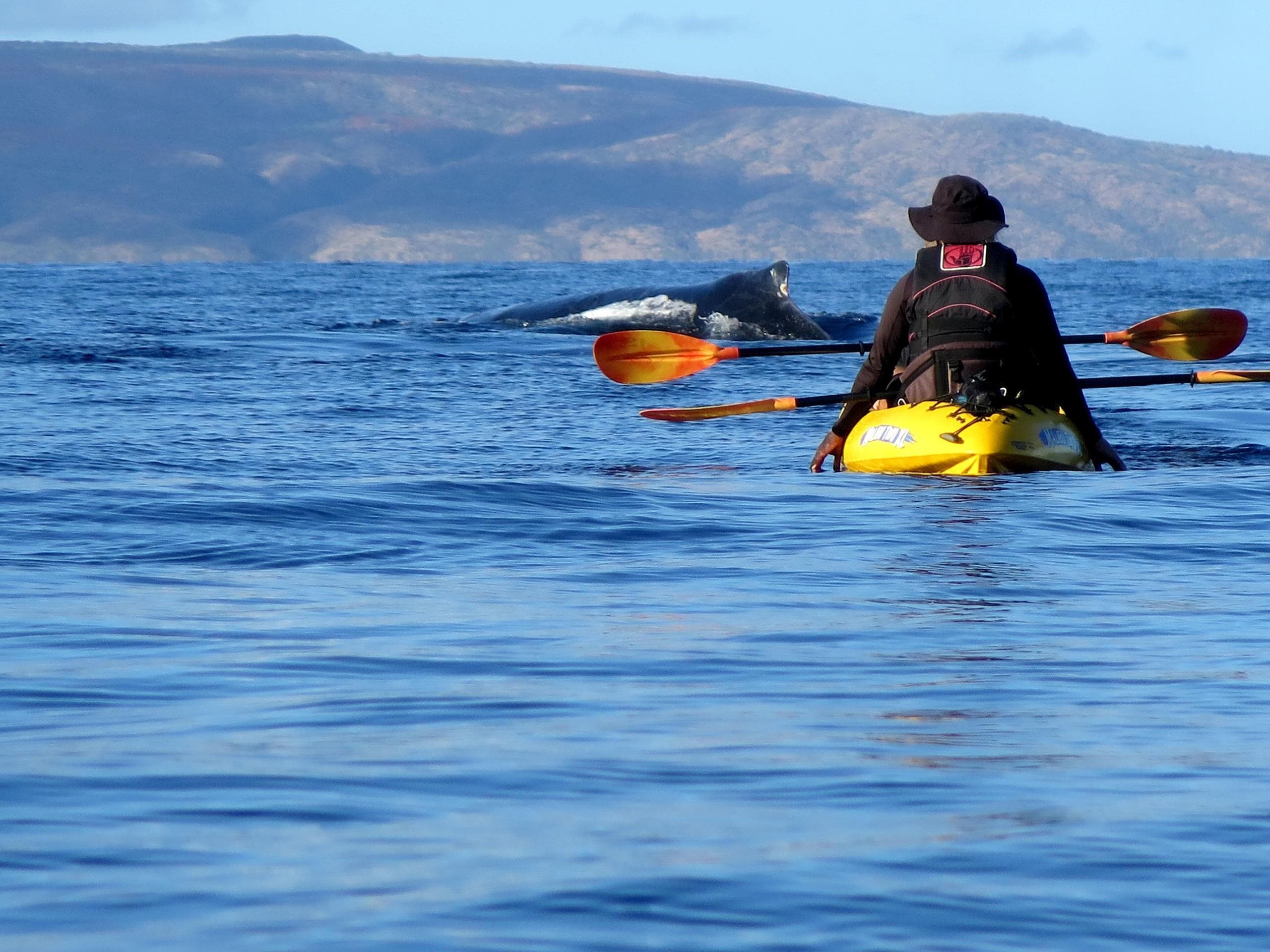 Private Kayak Whale Watch Adventure in Kihei, Hawaii
