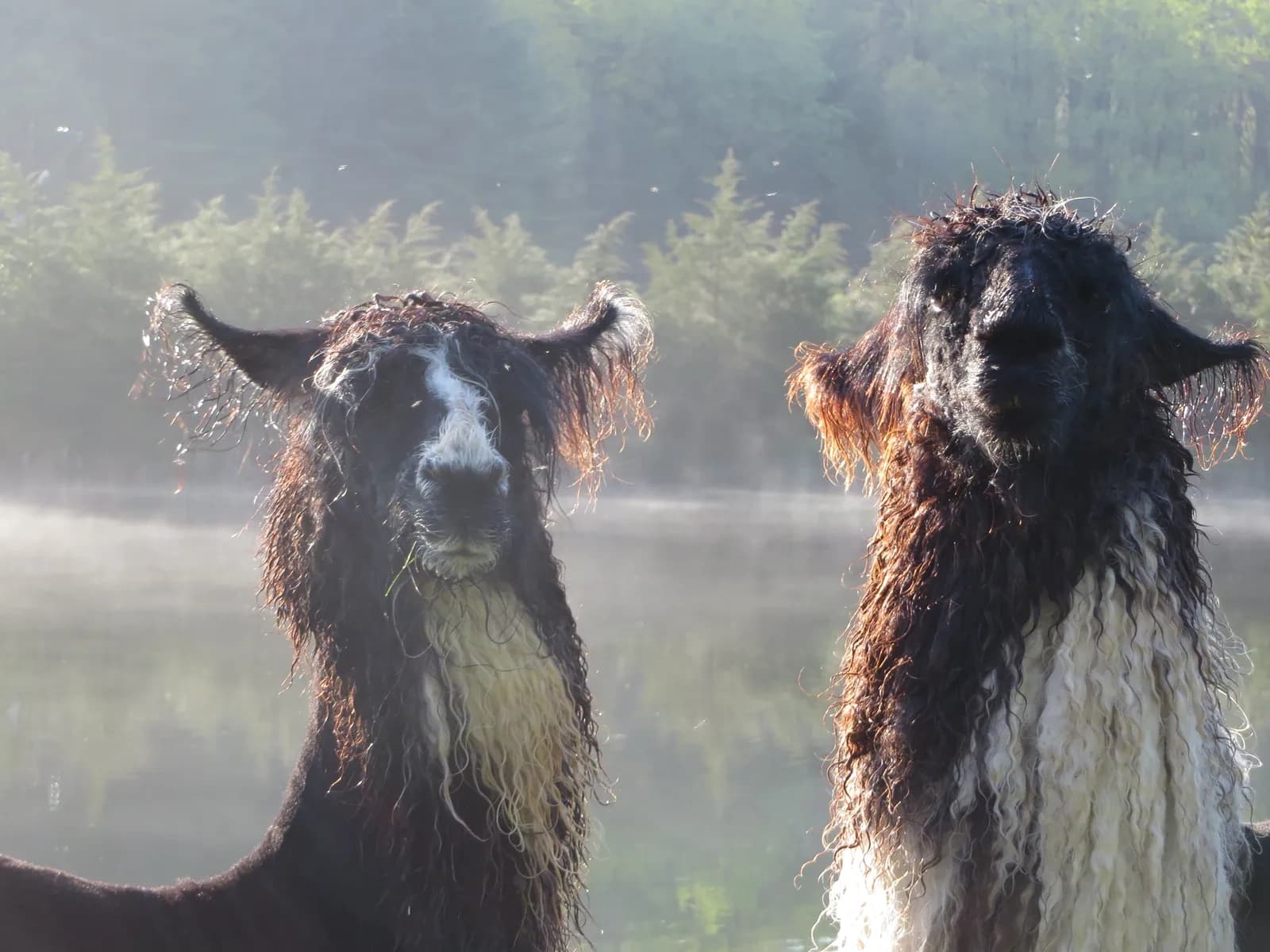 Two llamas standing by misty lakeshore in forested mountain morning