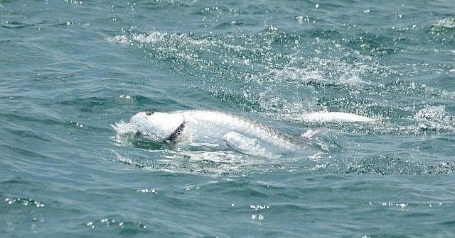 Private Fishing Charters with Tallboy Fishing Charters in Port Royal