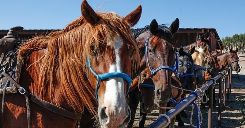 Sedona Ride & Dine with DUKOUT Adventures