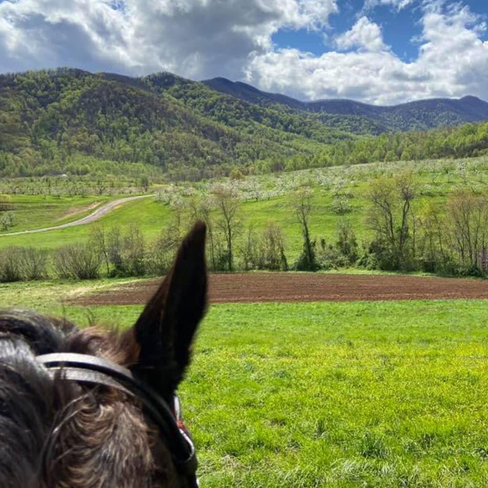 Experience Authentic Trail Rides at Circle H on Graves Mountain in Virginia