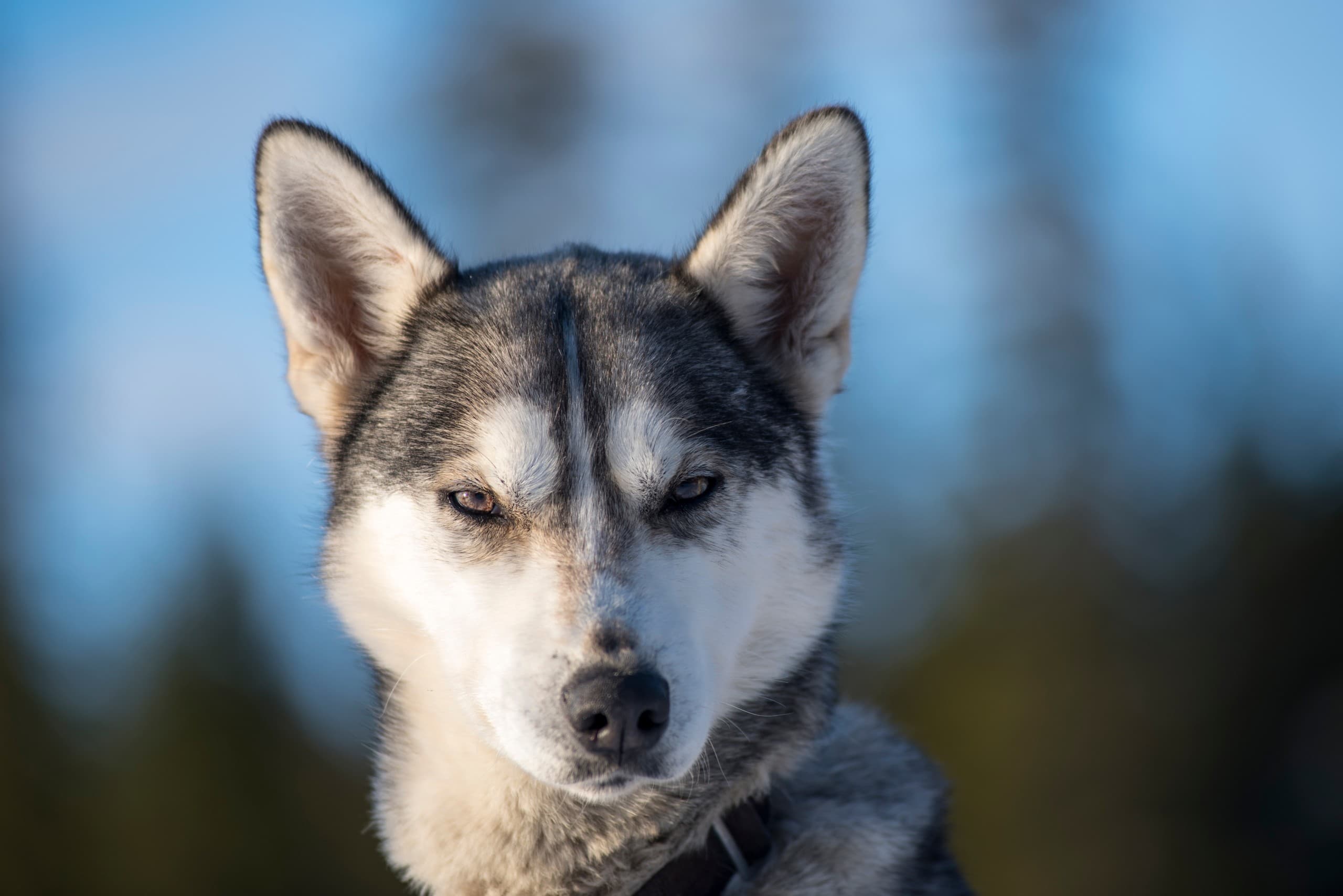 Arctic Kennel Visit in Kiruna: Meet Huskies, Kåta Coffee & Dog Sled Traditions photo 2