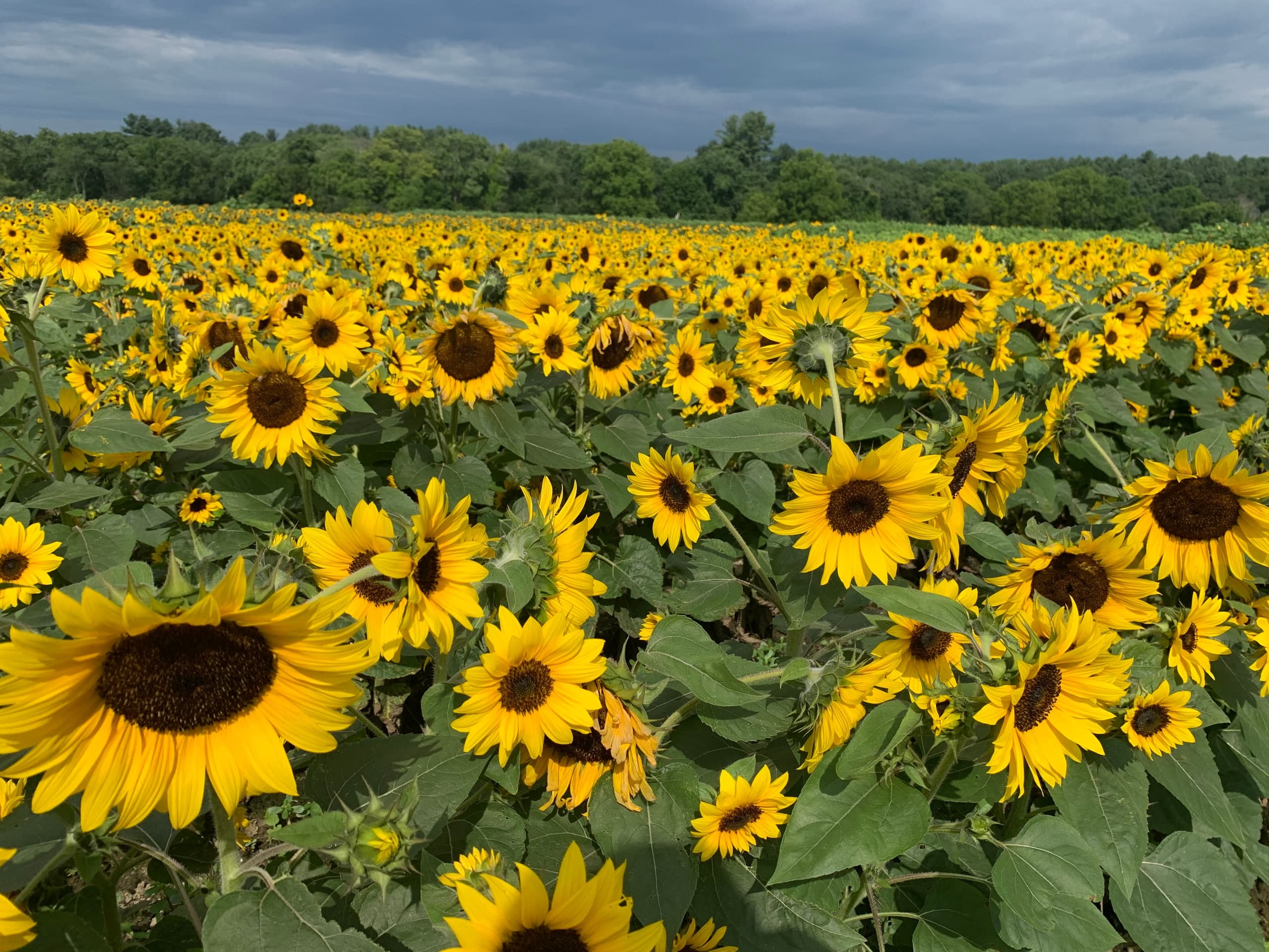 Sunflower Picking at Verrill Farm in Concord, MA