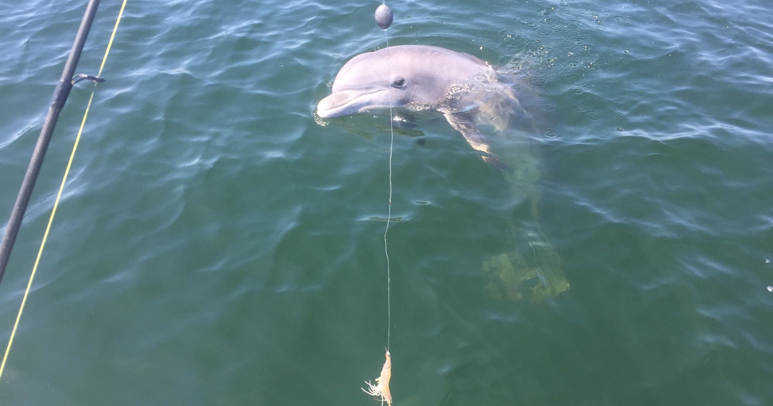 Dolphin Tour & Fishing Combo | Dolphin in Gulf Breeze, Florida