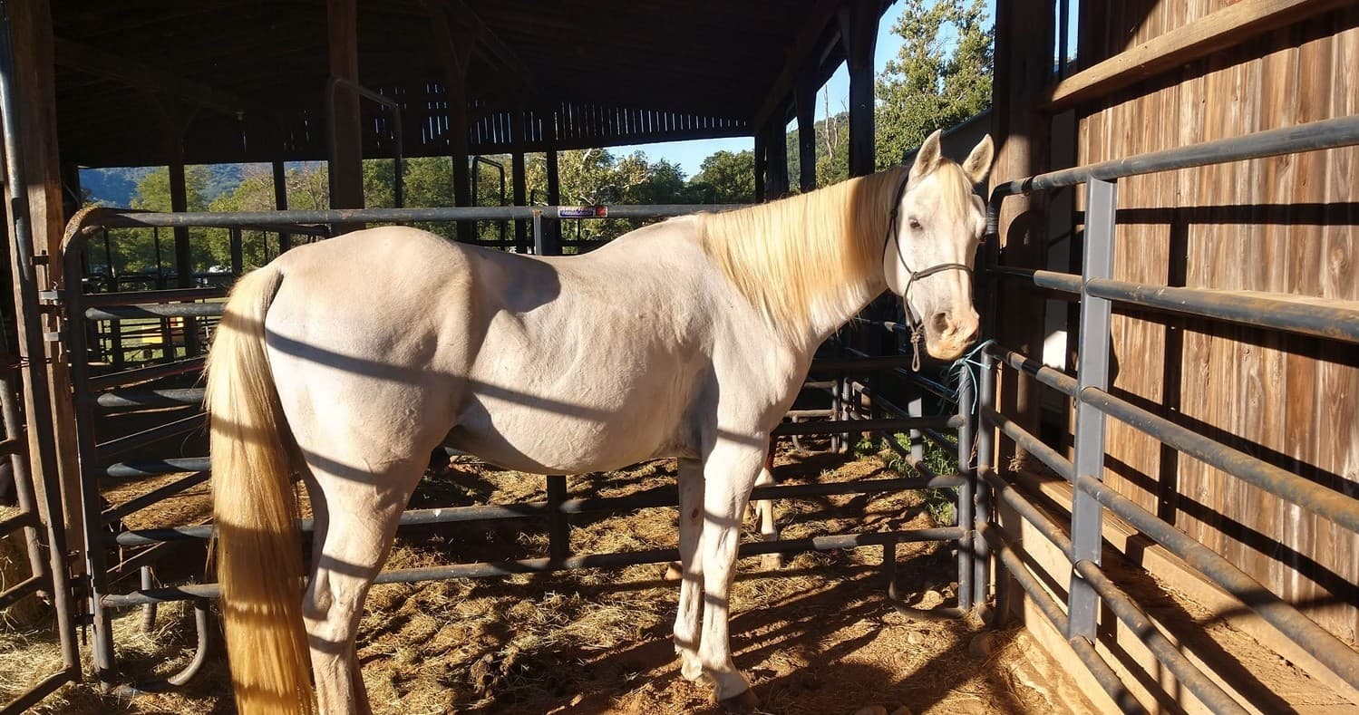 Overnight Stall Rentals at Graves Mountain Farm, Virginia