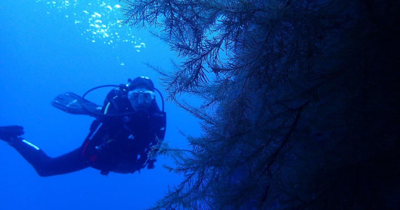 PADI Specialty Coral Reef Conservation