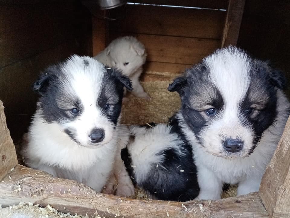 Visite guidée du chenil | Dogsled in Inari | 