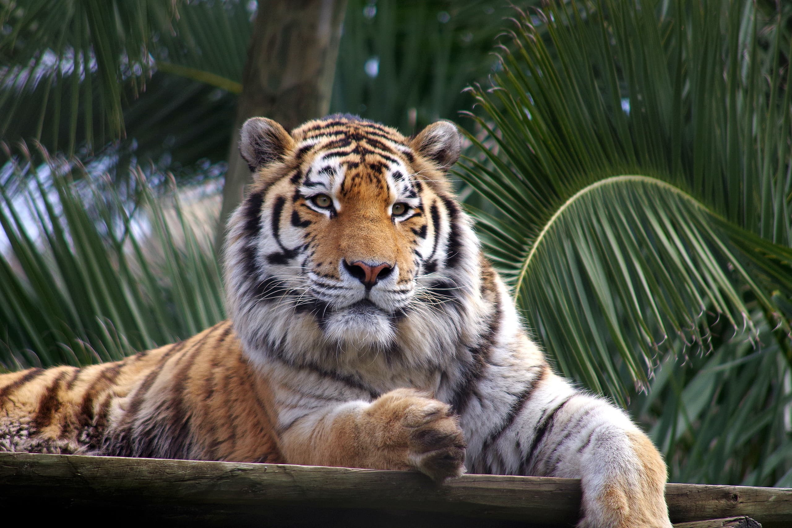 Wildlife Encounters at Jardim Zoológico with Cityrama