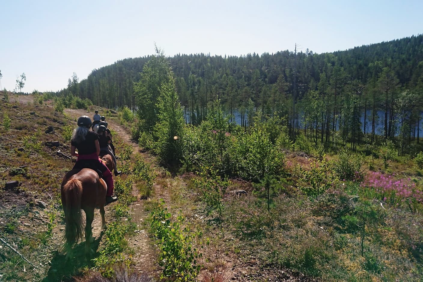 Land Adventures at Horses of Taiga: Horseback Riding in Svansele