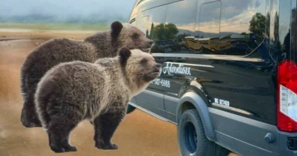 West Yellowstone Tours fleet