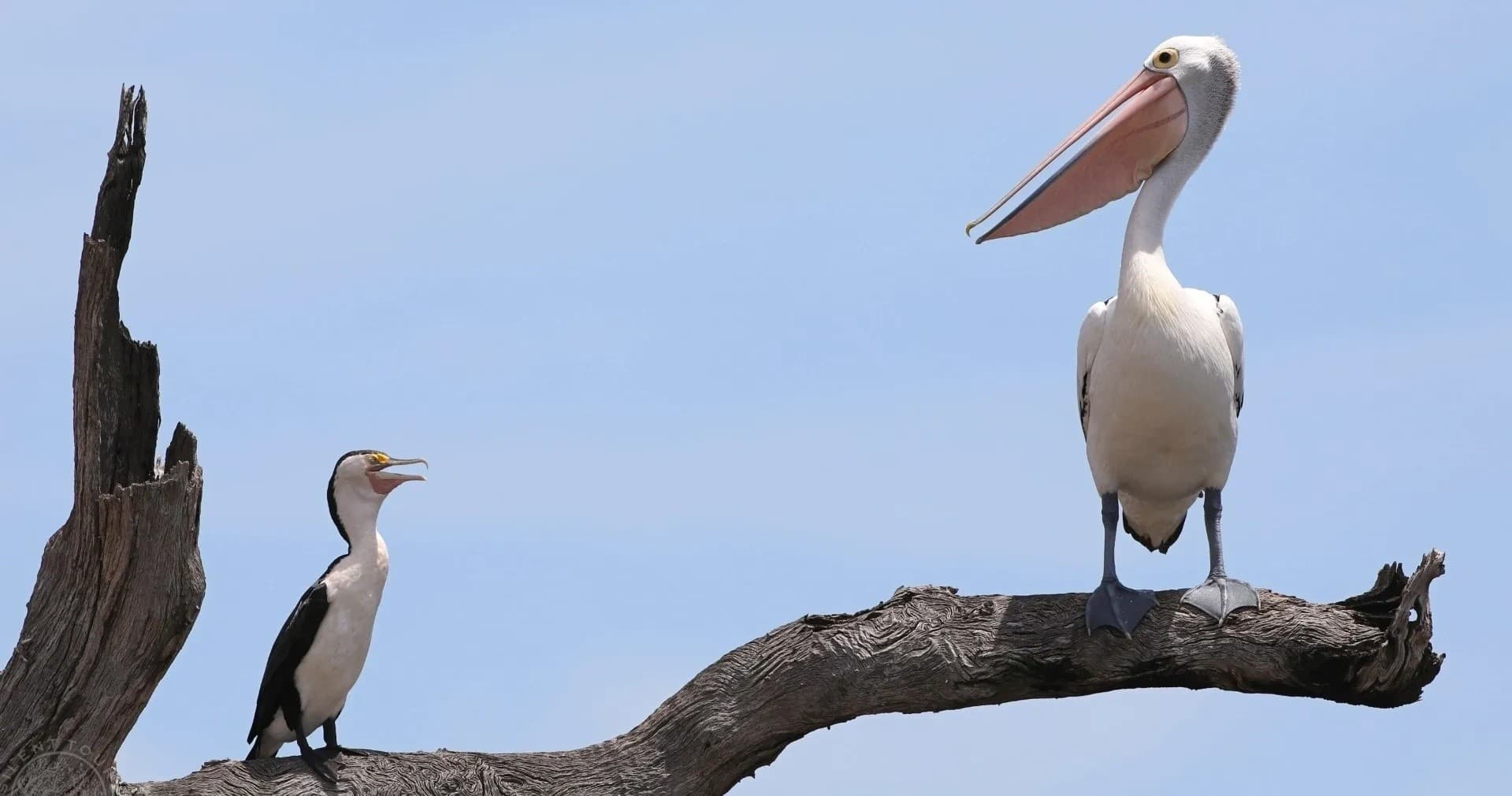 Custom Full-Day Adventures with Silent Tours in Kununurra