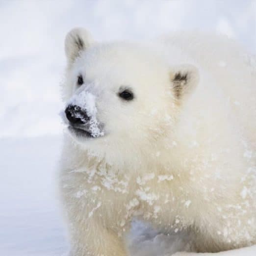 Ranua Wildlife & Santa Claus Village Day Trip from Iso-Syöte photo 1