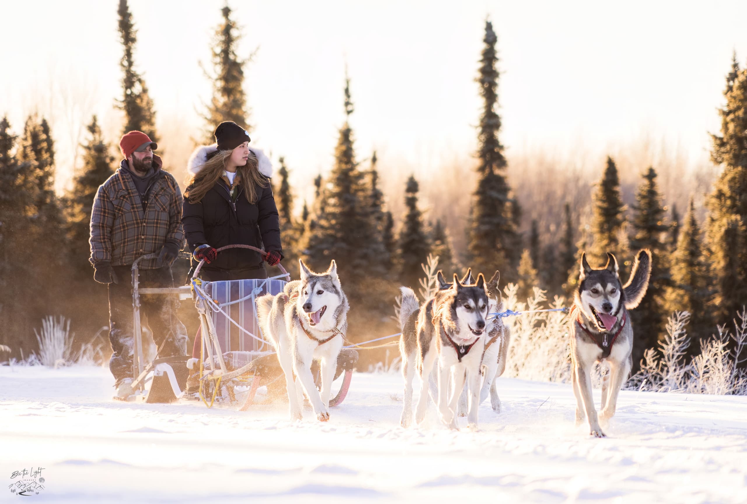Sunlit sled dog team racing on snowy trail at golden hour
