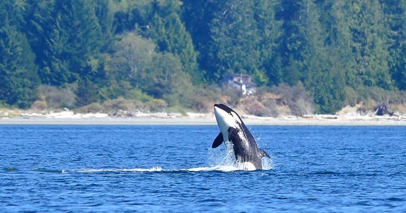 6 Hour Whale Watching Open Zodiac Tour