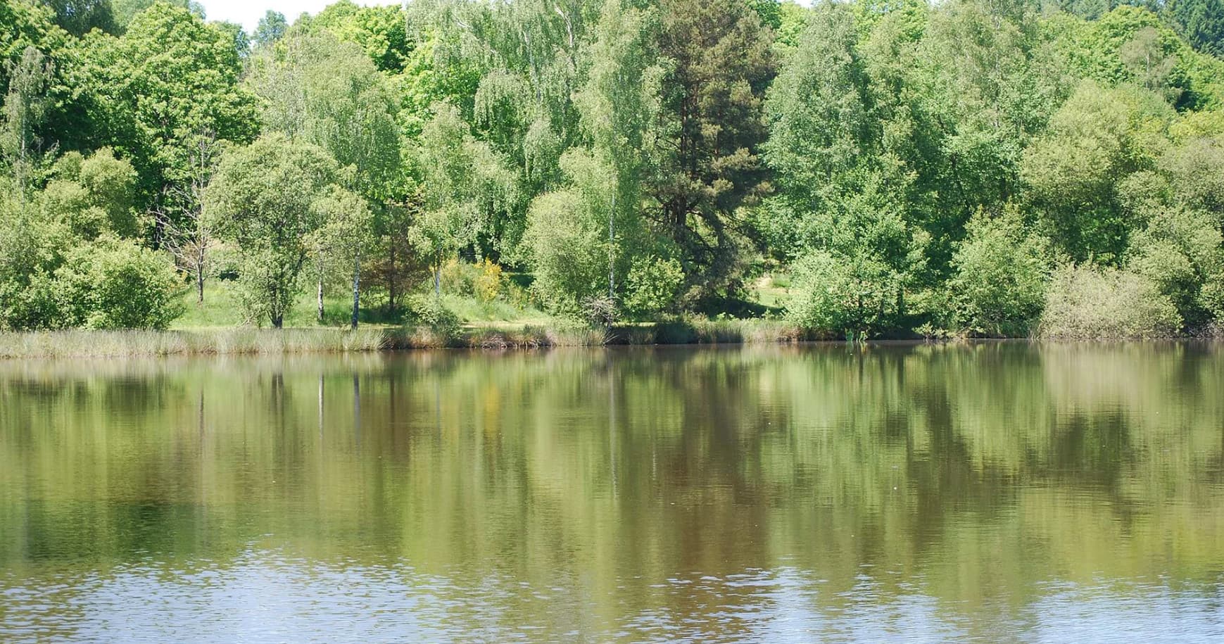 Green woodland lake scene with reflections, peaceful fishing spot