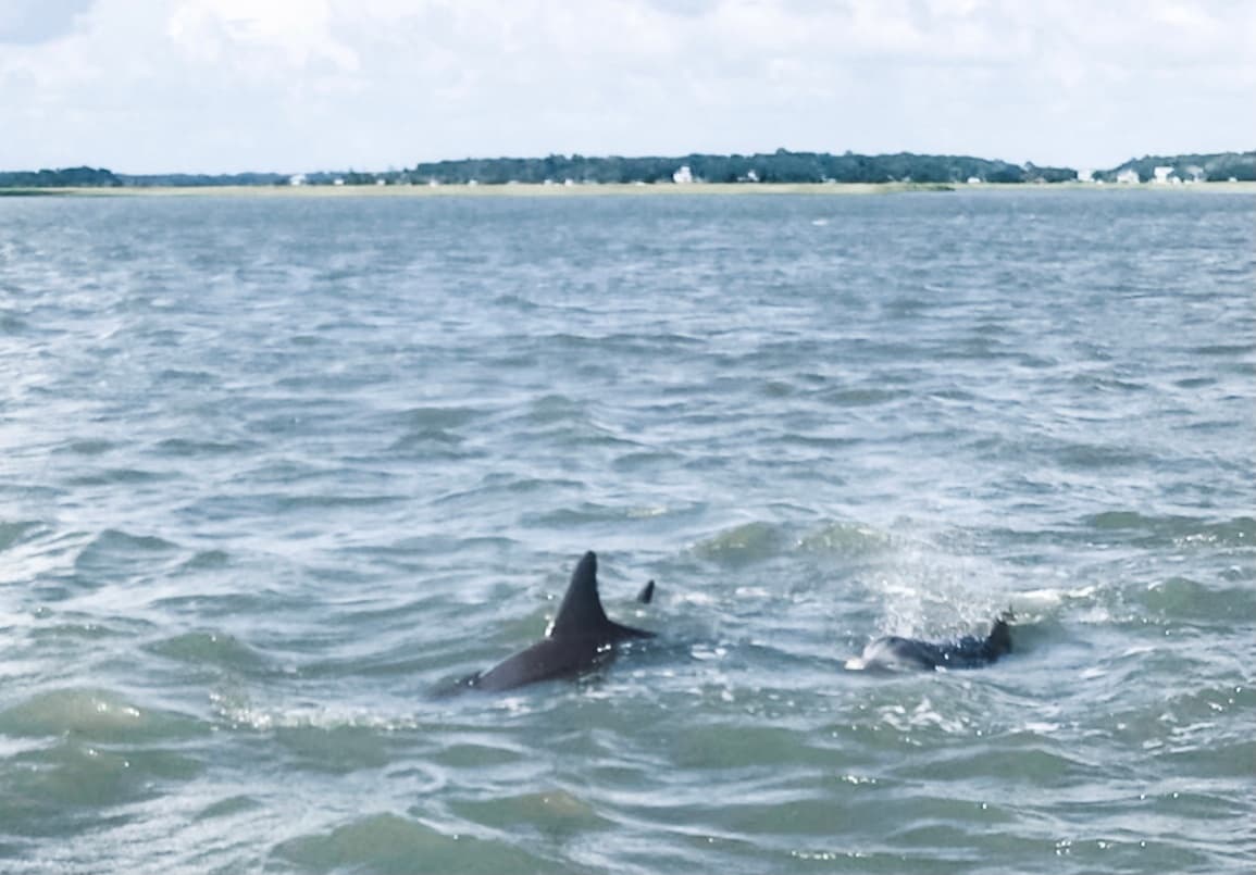 Wild dolphin sighting during coastal boat tour in choppy waters