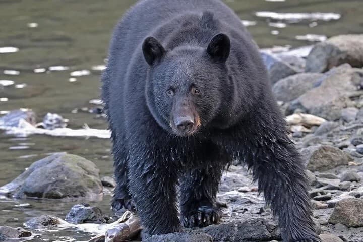 Ketchikan Wildlife Tour: Small-Group Rainforest & Marine Wildlife Experience