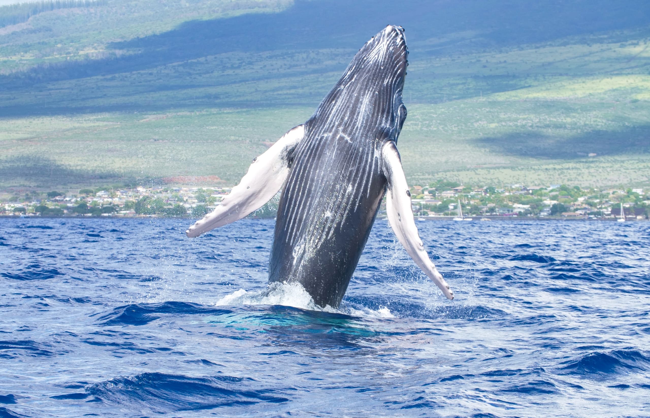 Whale Watching Cruise from Maalaea Harbor, Maui