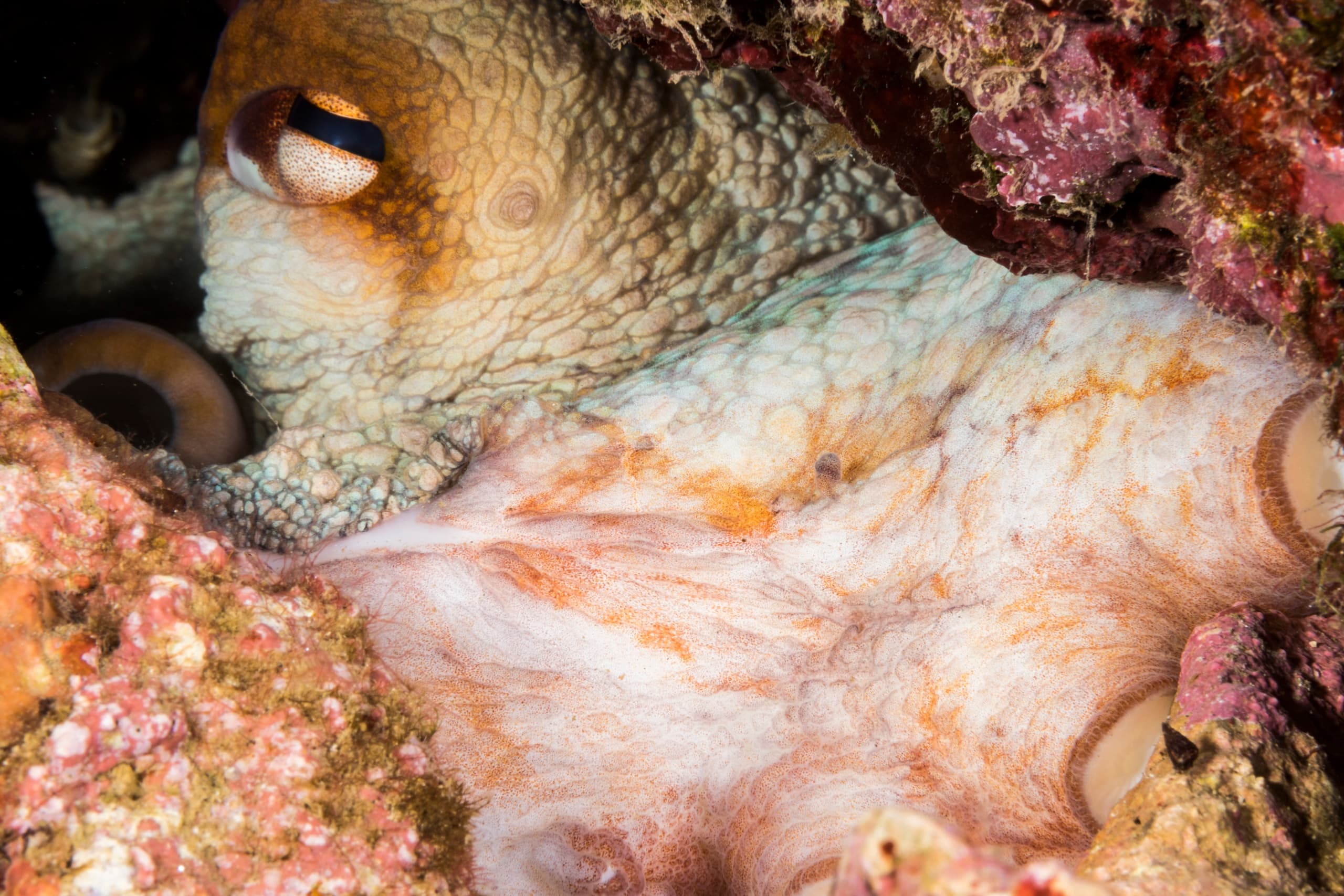 PADI Underwater Naturalist: Marine Biologist Dives with Dive2gether Crete in Plakias photo 1