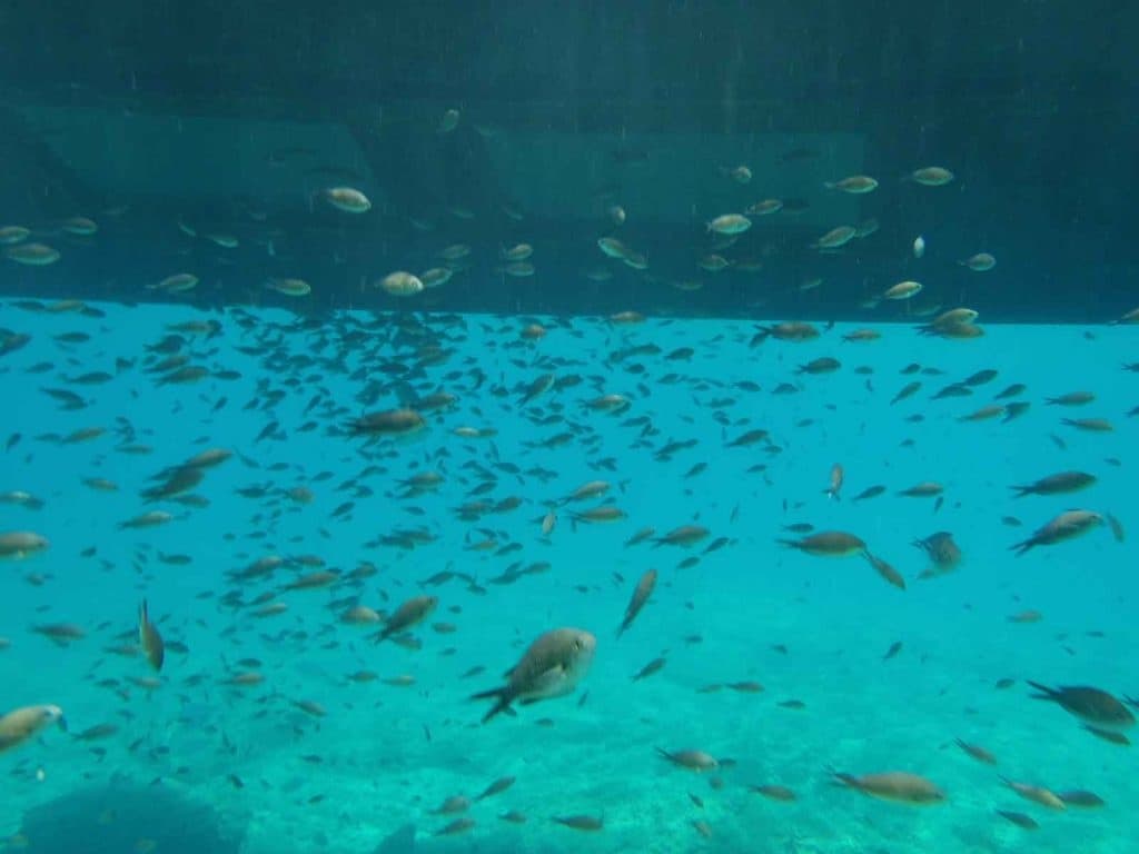 Glass-Bottom Afternoons: Swim and Fish Show at Lazaretta Island, Chania