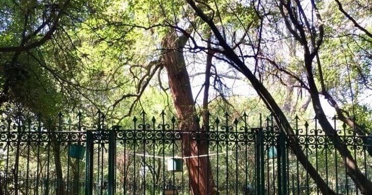 Shaded city park with wrought iron fence and tall trees