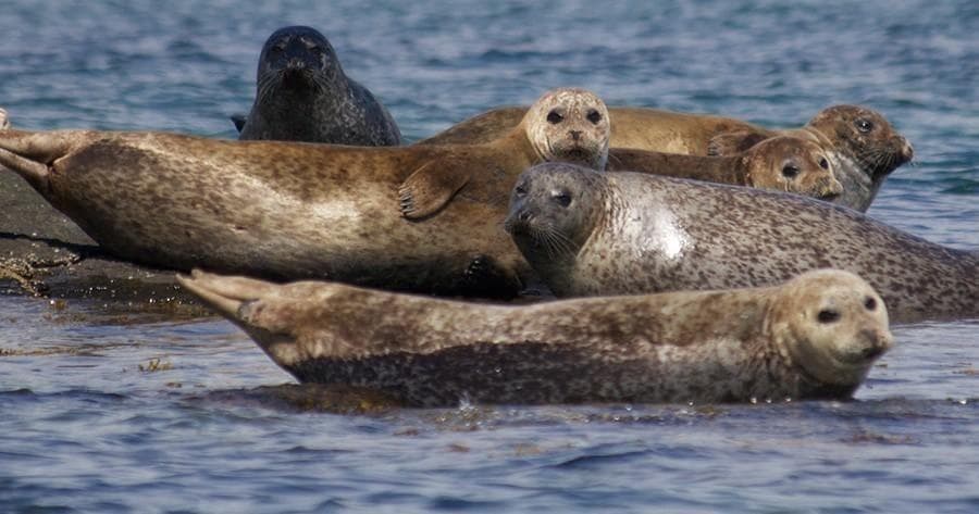Wildlife Cruise in Mallaig with Western Isles Cruises